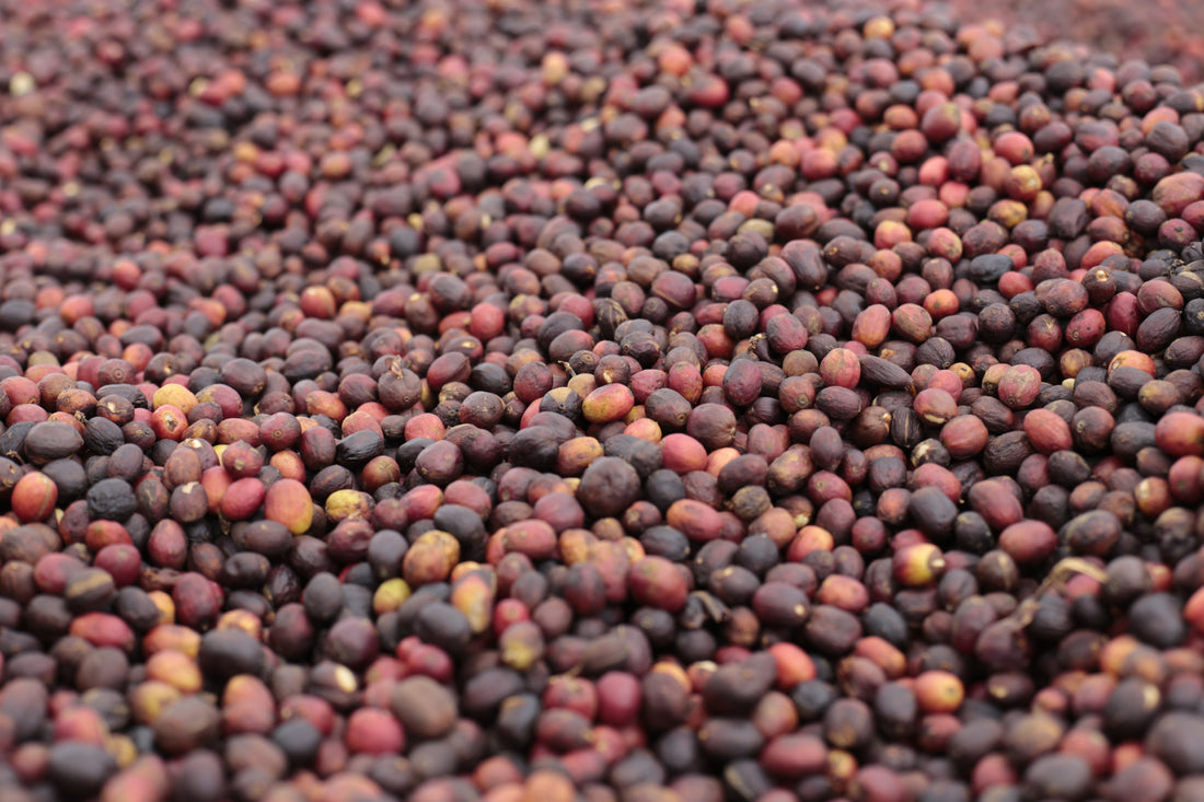 Coffee Beans Drying