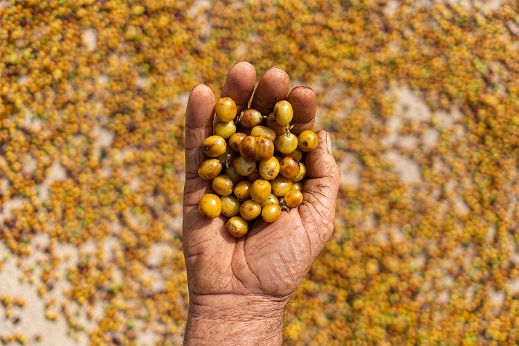 Hand of coffee farmer holding coffee beans