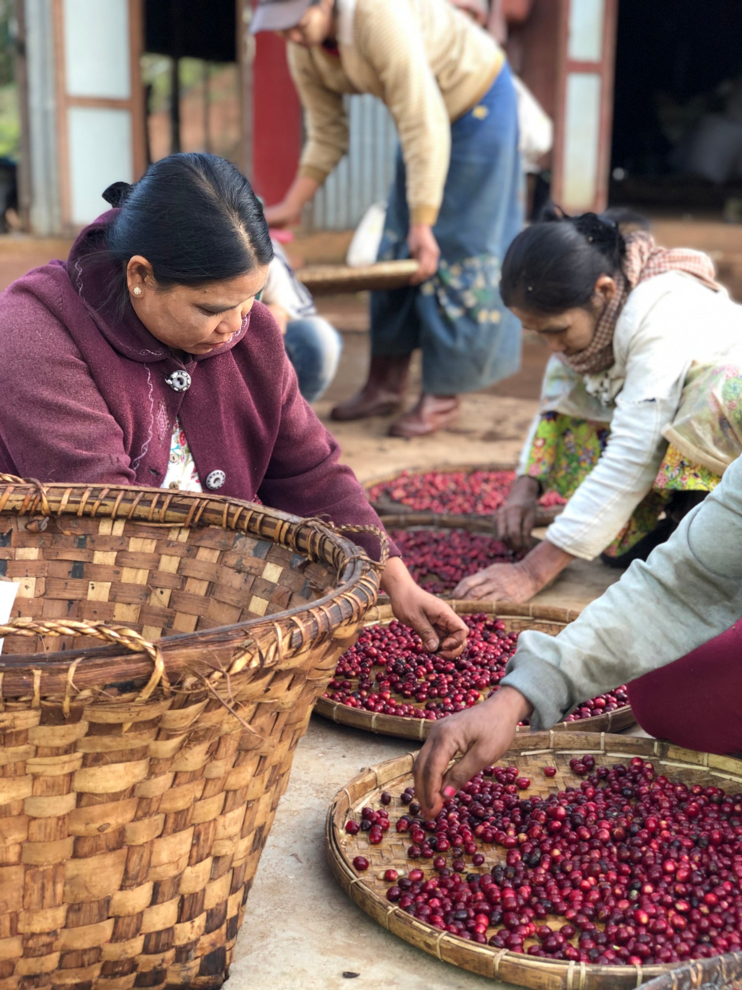 Coffee farmers in Myanmar sorting coffee cherries