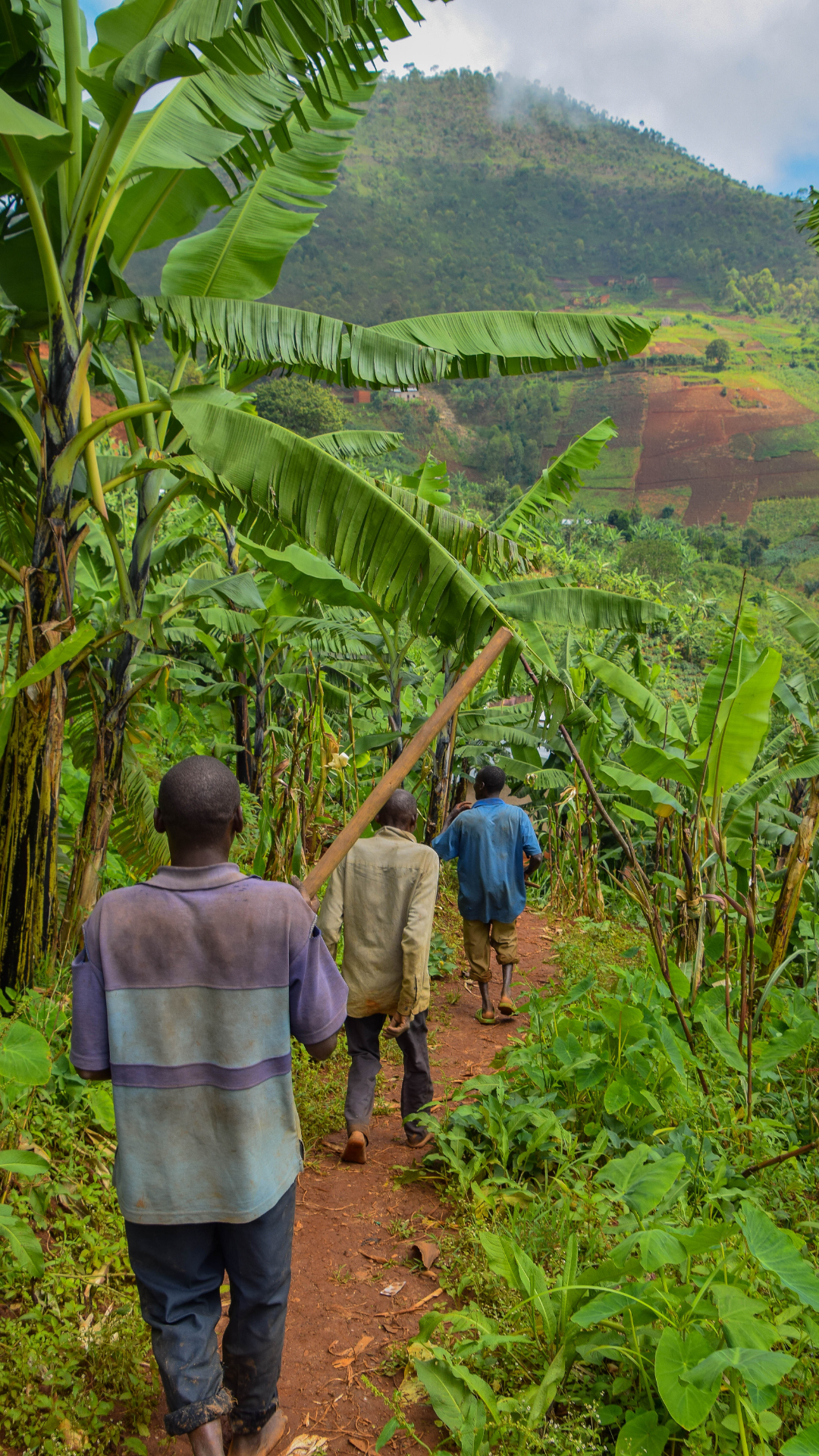 Coffee farmers walking down the mountain in Burundi